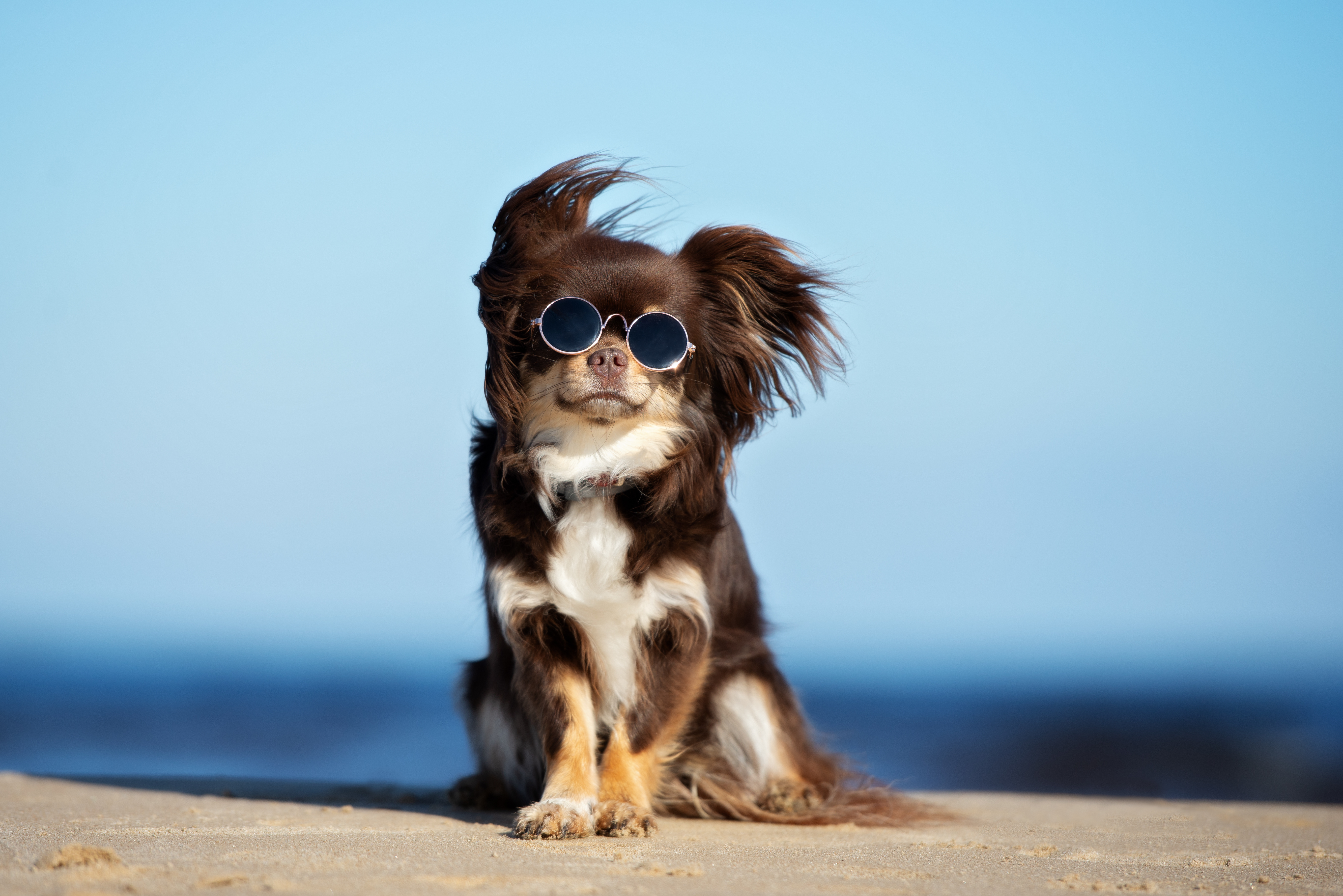 funny chihuahua dog in sunglasses posing on a beach ~ Wateree Animal