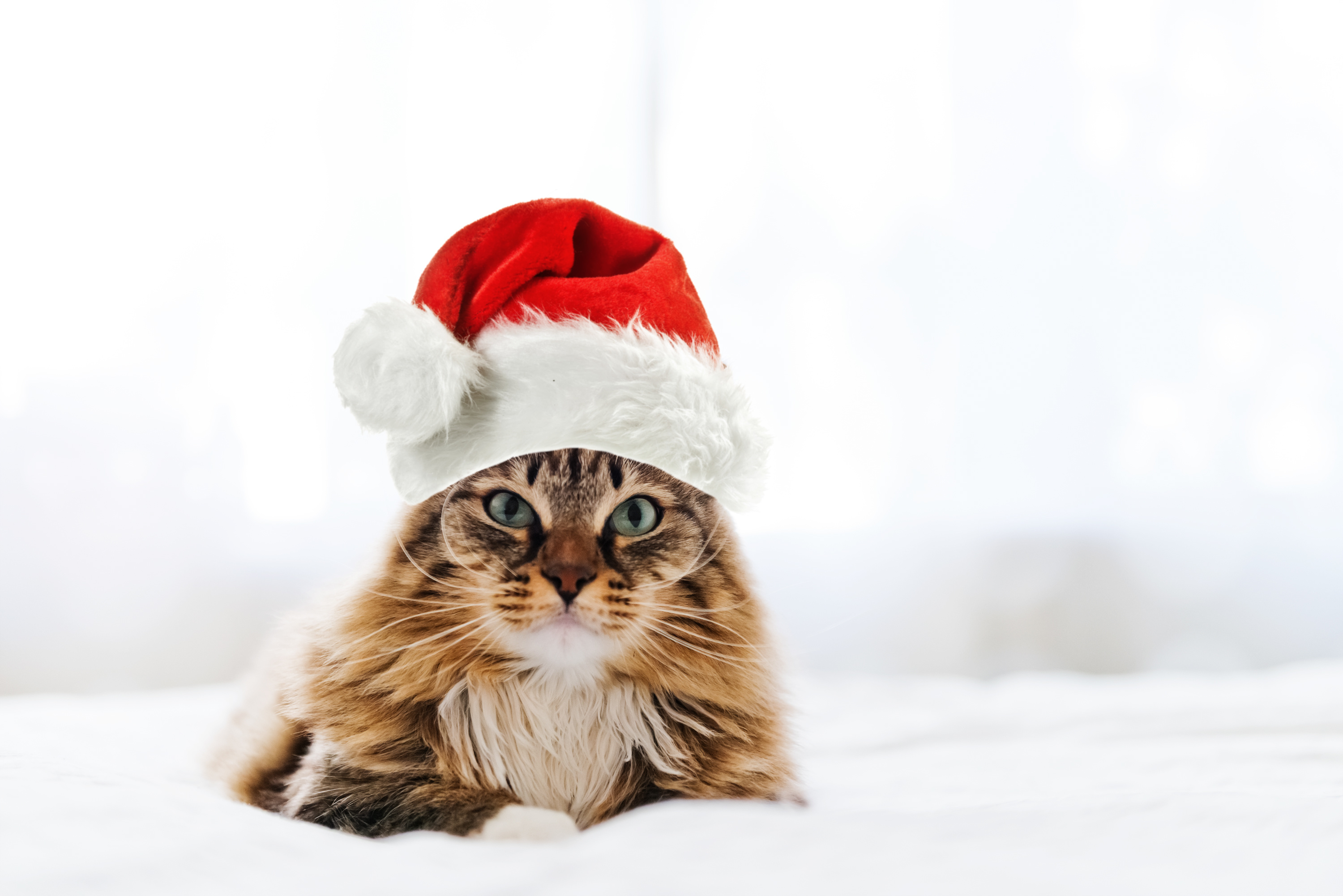 christmas cat in red Santa Claus hat ~ Wateree Animal Hospital