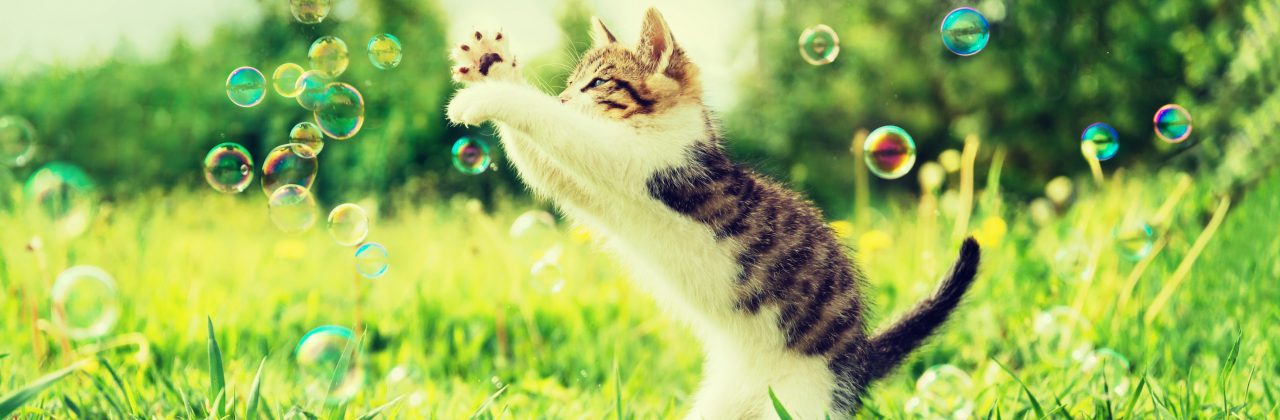 kitten and bubbles 2 e1558971255336